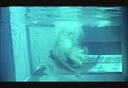 Diary Of A Nudist (widescreen)
