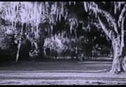 Louisiana Hussy