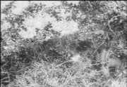 German_SniperTraining-video1944
