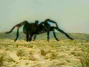 Tarantula 1955 colorized (John Agar)